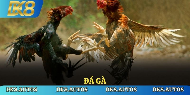 Giới thiệu đá gà DK8 cá cược đặc sắc
